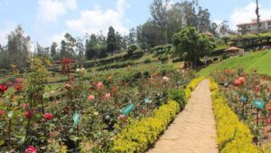 Read more about the article India Africa Friendship Rose Garden – National Rose Garden