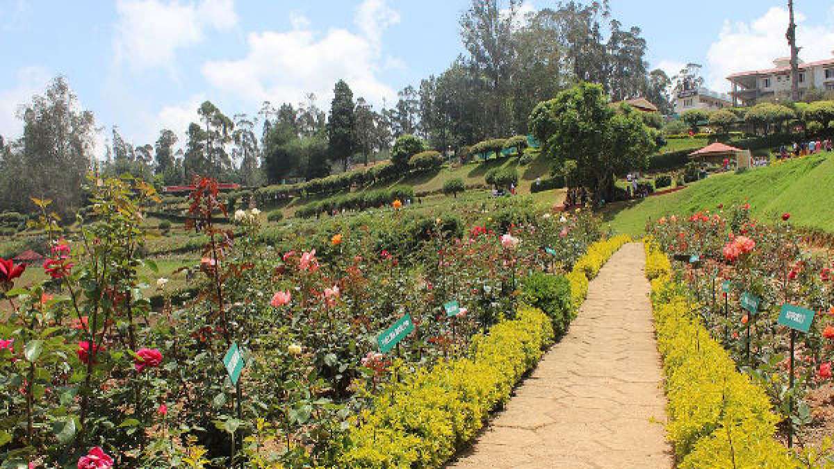 You are currently viewing India Africa Friendship Rose Garden – National Rose Garden