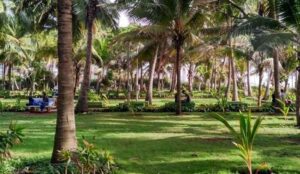Read more about the article Amarsons garden a perfect picnic spot for children