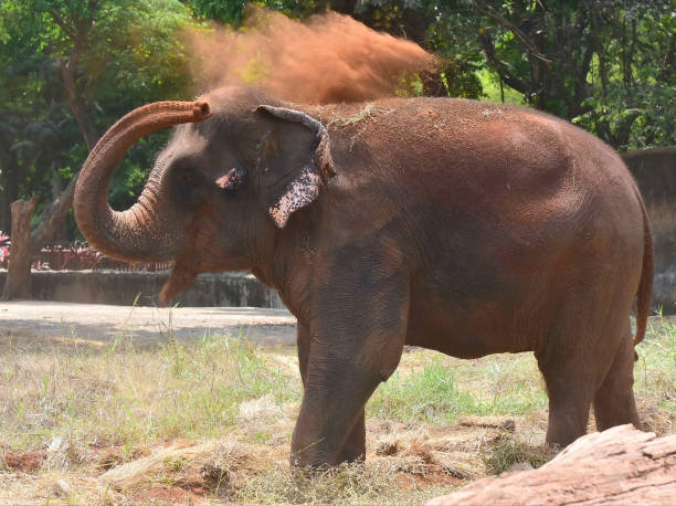 You are currently viewing Veermata Jijabai Bhosale Udyan, a Byculla zoo in Mumbai