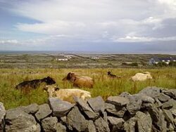 Inishmaan in Ireland