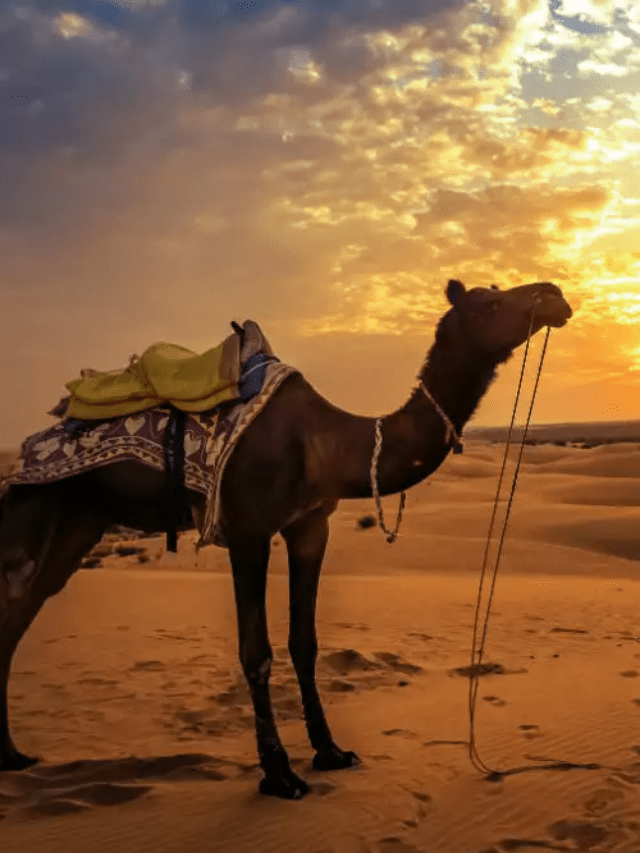 The places one must visit while visiting the Golden city, Jaisalmer