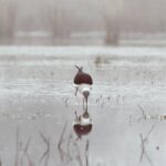 Sultanpur National Park
