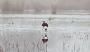 Read more about the article Sultanpur Lake Bird Sanctuary