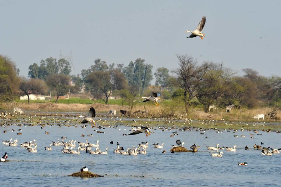 Sultanpur National Park local birds