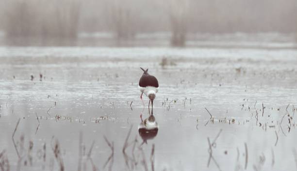 Read more about the article A Journey into Nature’s Symphony: Exploring the Serenity of Sultanpur Bird Sanctuary in Gurgaon