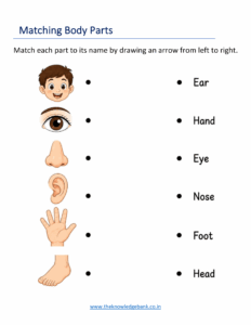 body parts worksheets for kindergarten