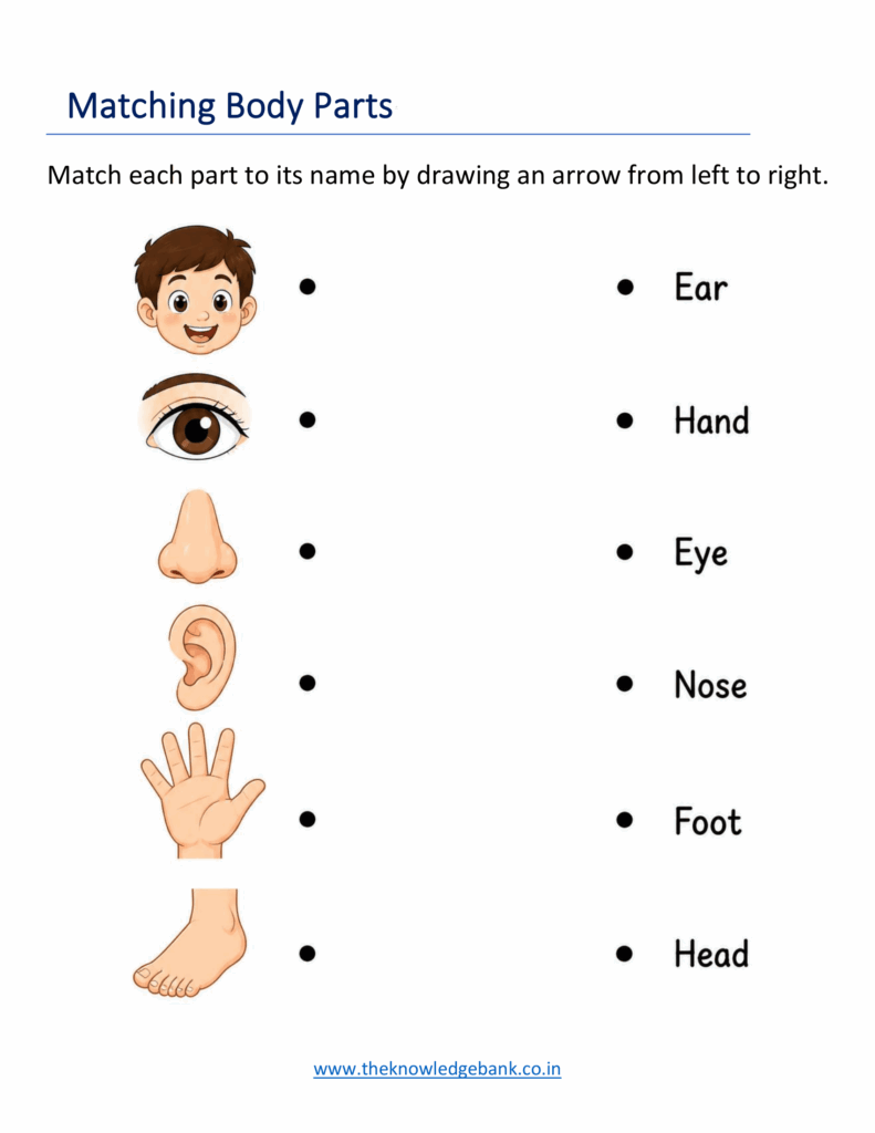 body parts worksheets for kindergarten