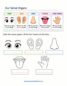 Our Sense Organs Worksheets for Kindergarten