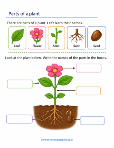 Parts of a Plant Worksheets for Kindergarten