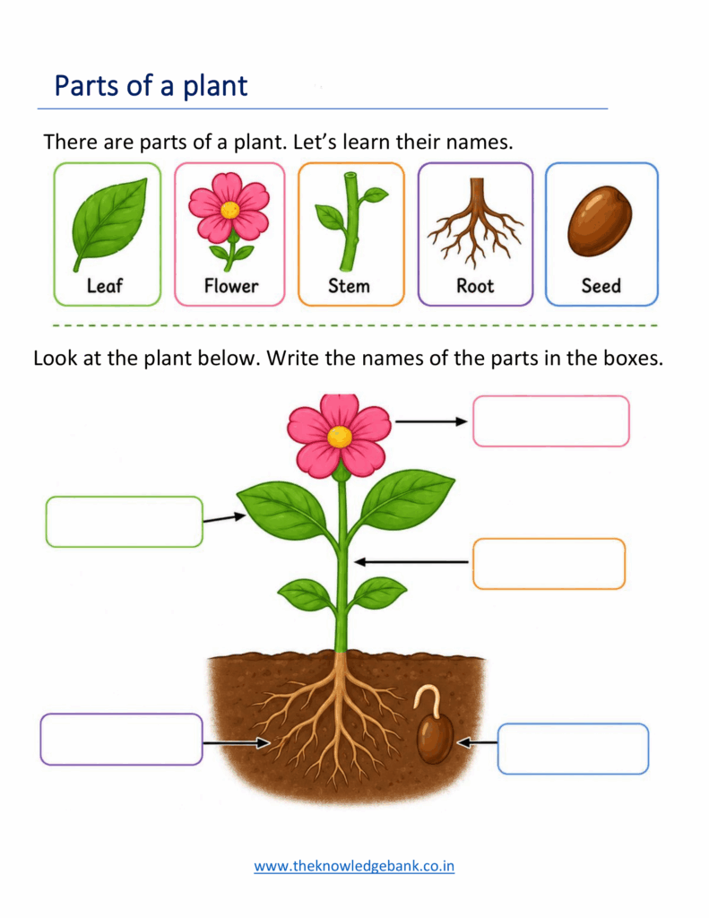 Parts of a Plant Worksheets for Kindergarten
